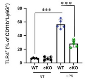 TLR4 membrane expression in BM neutrophils.jpg